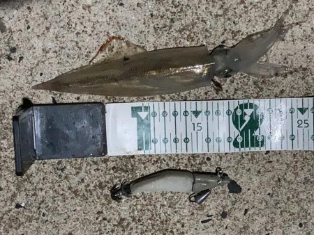 ヤリイカのRIDEON!!